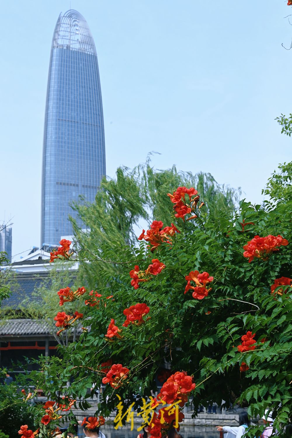 一年四季 泉在济南丨泉水畔凌霄花开与建筑交相辉映