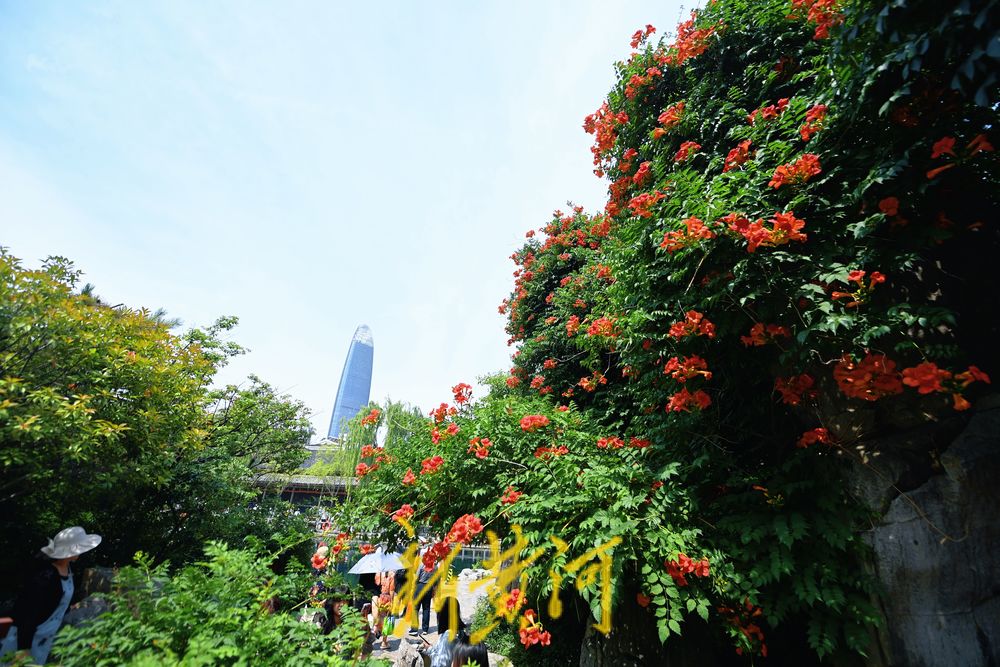 一年四季 泉在济南丨泉水畔凌霄花开与建筑交相辉映