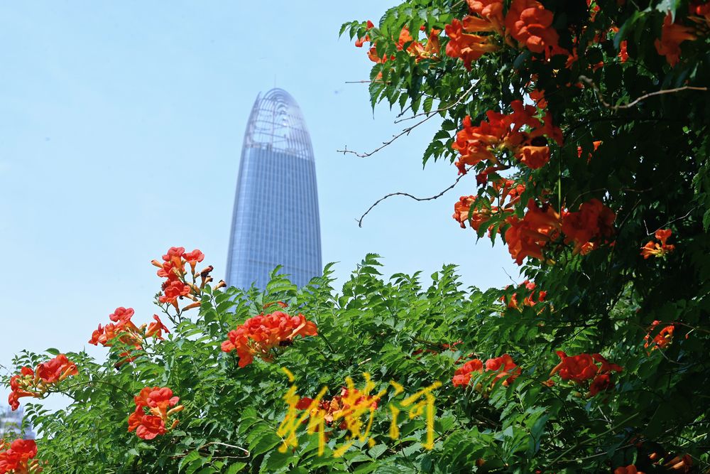 一年四季 泉在济南丨泉水畔凌霄花开与建筑交相辉映
