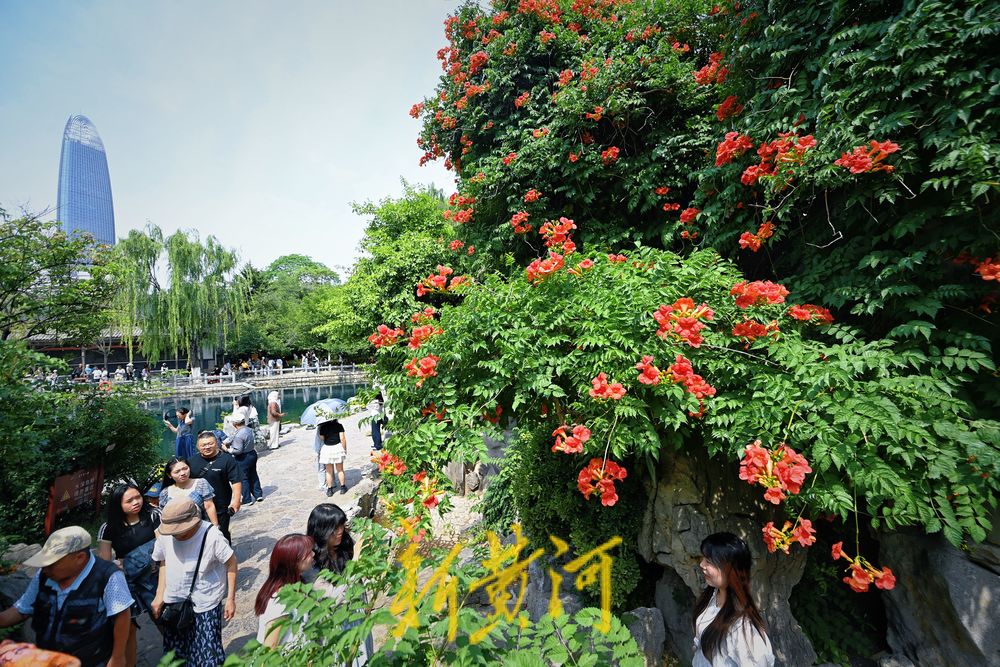 一年四季 泉在济南丨泉水畔凌霄花开与建筑交相辉映