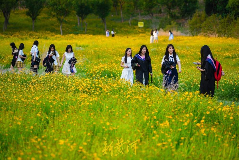 一年四季 泉在济南丨难忘大学时光,金鸡菊花海见证青春谢幕礼