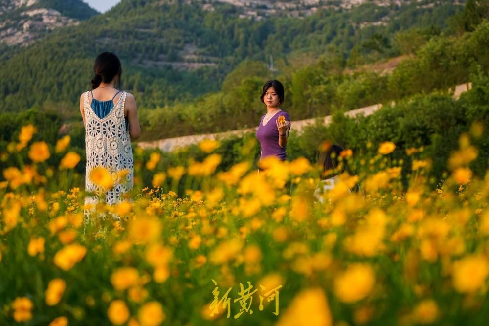 一年四季 泉在济南丨难忘大学时光,金鸡菊花海见证青春谢幕礼