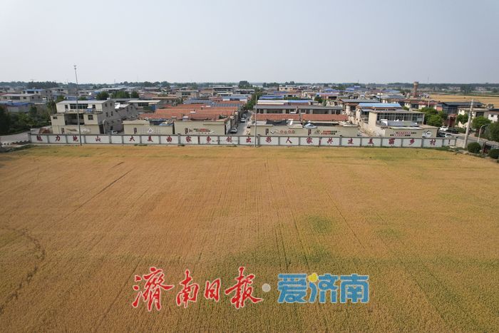 一年四季 泉在济南丨麦浪翻金迎端午