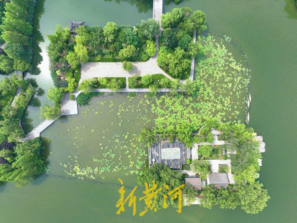 一年四季 泉在济南丨满目青翠！盛夏时节的大明湖碧波荡漾仿佛画卷