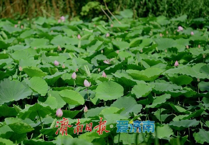 一年四季 泉在济南丨荷红叶绿满城香,大明湖首批荷花盛夏绽放