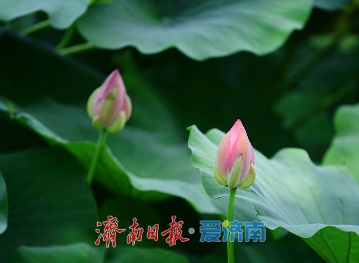 一年四季 泉在济南丨荷红叶绿满城香,大明湖首批荷花盛夏绽放