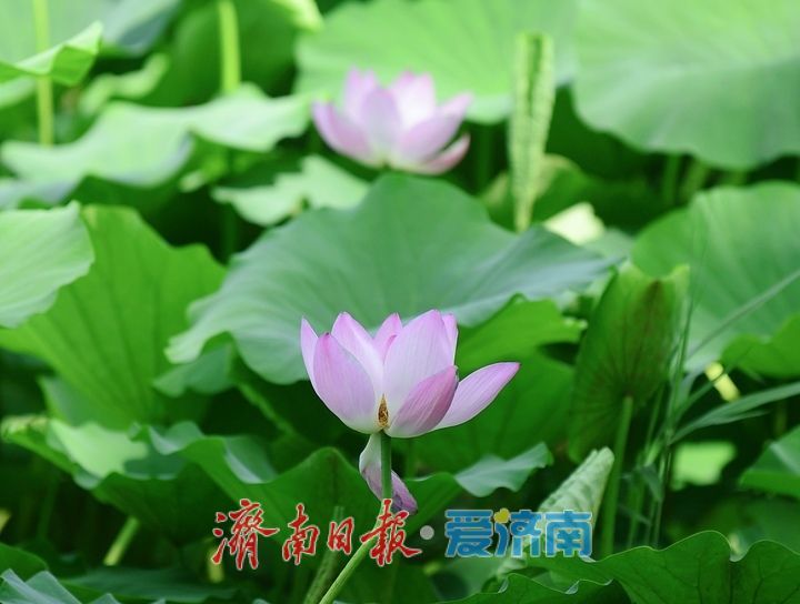 一年四季 泉在济南丨荷红叶绿满城香,大明湖首批荷花盛夏绽放