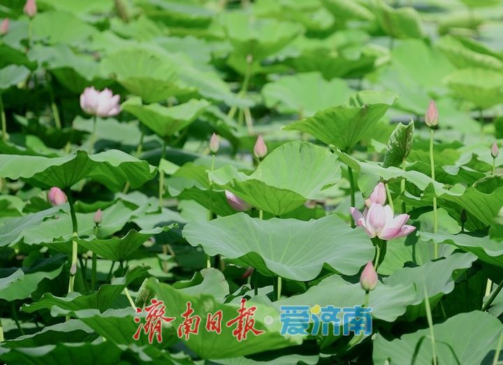 一年四季 泉在济南丨荷红叶绿满城香,大明湖首批荷花盛夏绽放