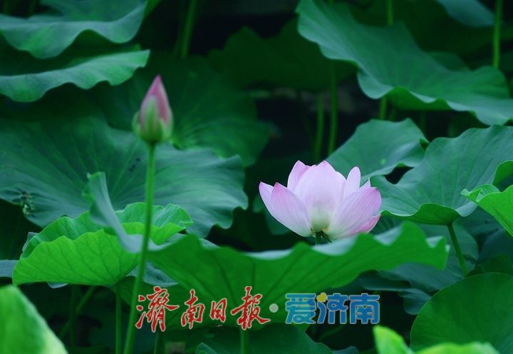 一年四季 泉在济南丨荷红叶绿满城香,大明湖首批荷花盛夏绽放