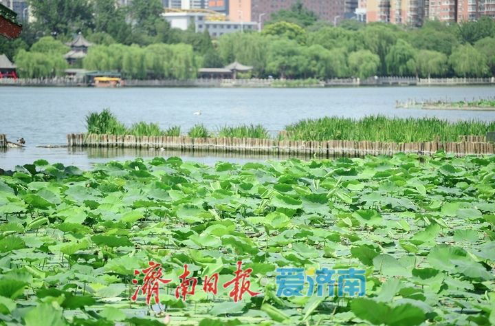 一年四季 泉在济南丨荷红叶绿满城香,大明湖首批荷花盛夏绽放