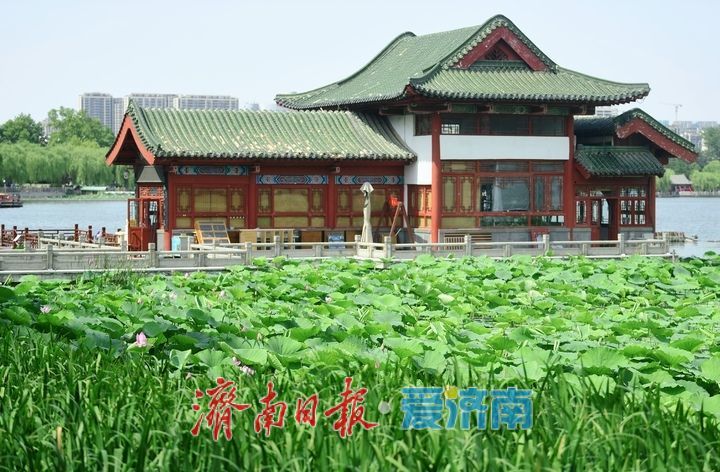 一年四季 泉在济南丨荷红叶绿满城香,大明湖首批荷花盛夏绽放