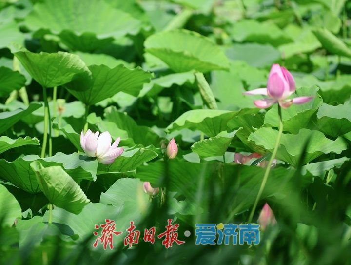 一年四季 泉在济南丨荷红叶绿满城香,大明湖首批荷花盛夏绽放