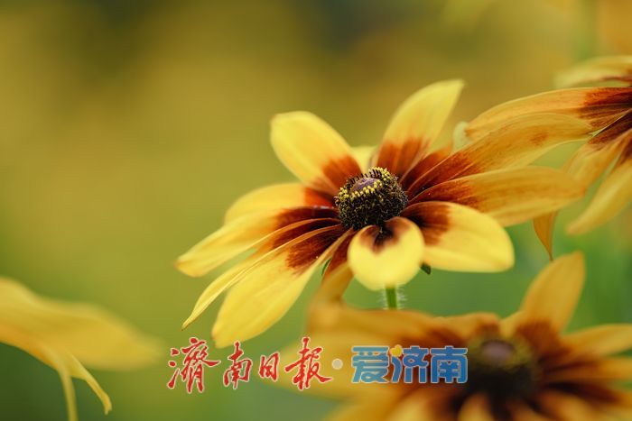 一年四季 泉在济南丨济南森林公园金光菊盛夏绽放， 金色花海令人沉醉