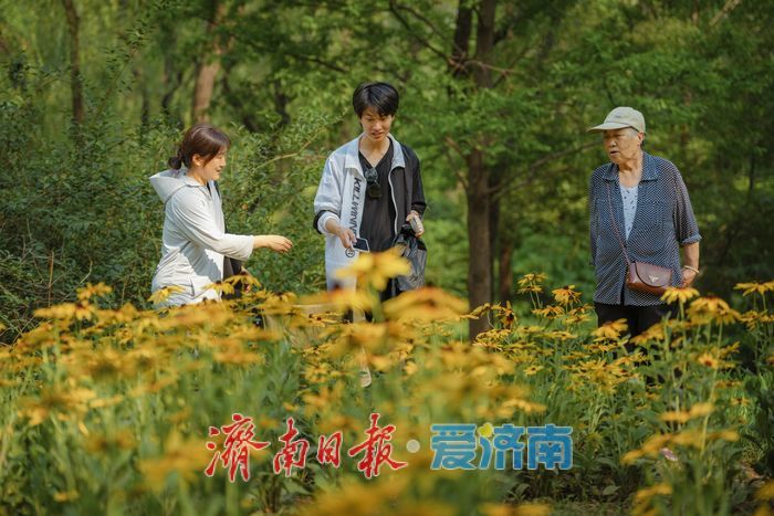 一年四季 泉在济南丨济南森林公园金光菊盛夏绽放， 金色花海令人沉醉
