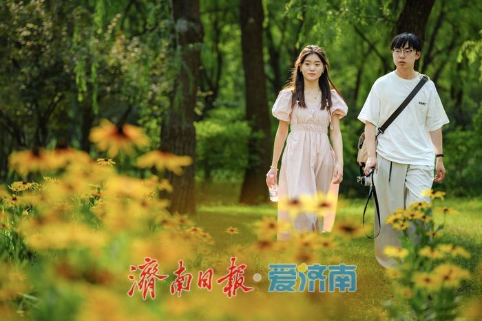 一年四季 泉在济南丨济南森林公园金光菊盛夏绽放， 金色花海令人沉醉