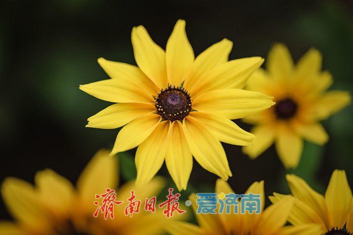 一年四季 泉在济南丨济南森林公园金光菊盛夏绽放， 金色花海令人沉醉