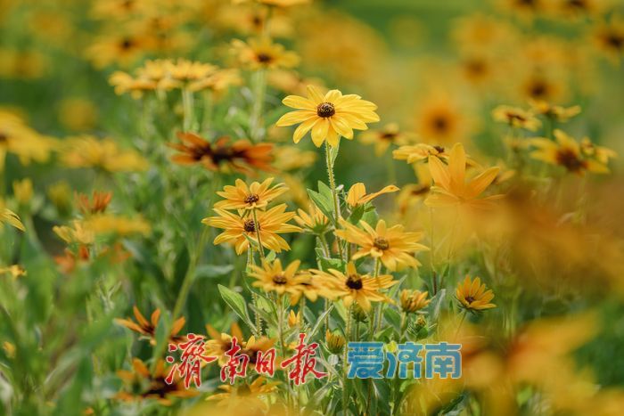一年四季 泉在济南丨济南森林公园金光菊盛夏绽放， 金色花海令人沉醉