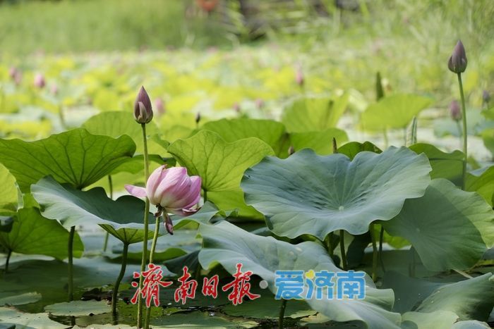 一年四季 泉在济南丨济南森林公园新荷初绽