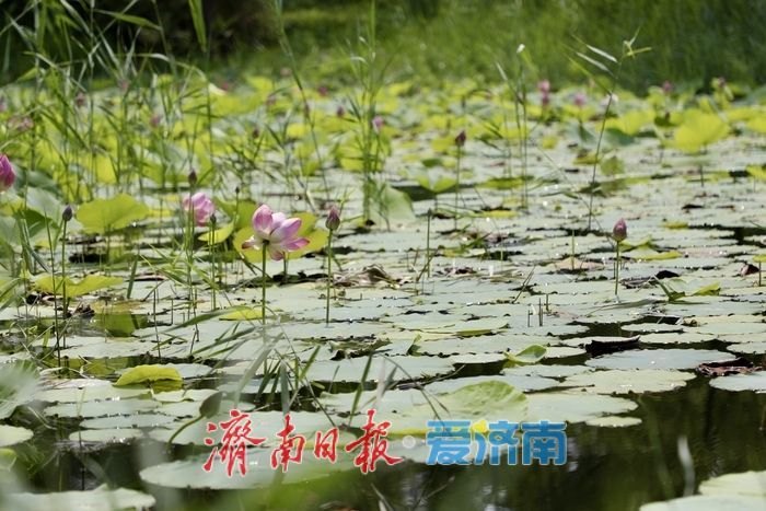 一年四季 泉在济南丨济南森林公园新荷初绽