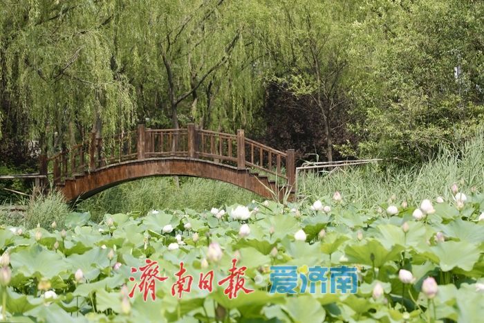 一年四季 泉在济南丨济南森林公园新荷初绽