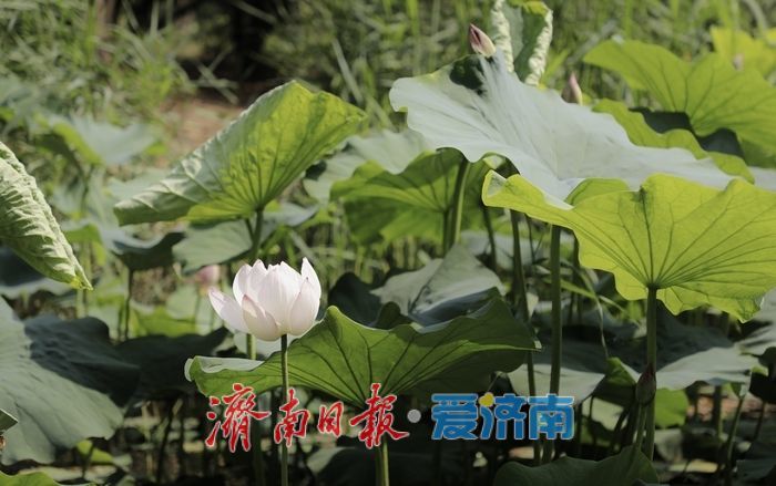 一年四季 泉在济南丨济南森林公园新荷初绽
