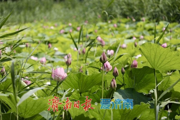 一年四季 泉在济南丨济南森林公园新荷初绽