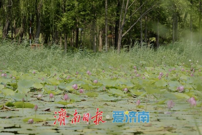 一年四季 泉在济南丨济南森林公园新荷初绽
