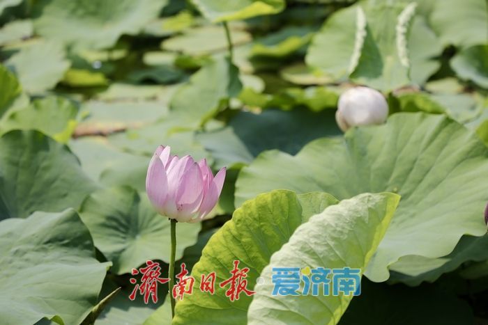 一年四季 泉在济南丨济南森林公园新荷初绽