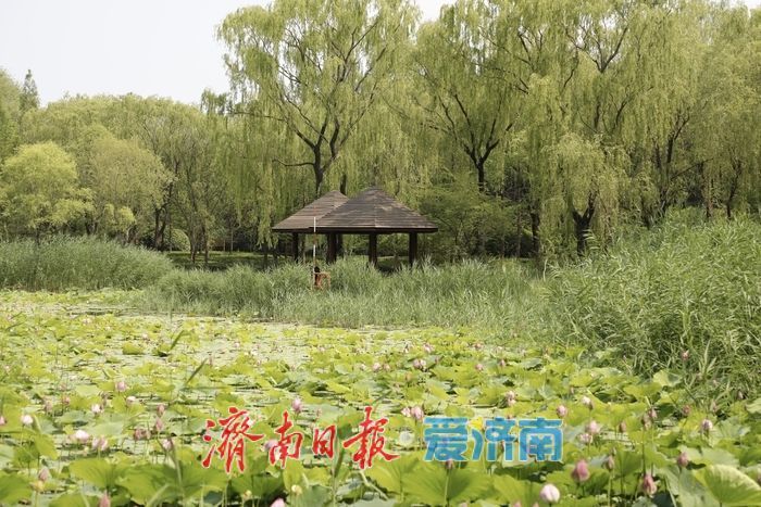 一年四季 泉在济南丨济南森林公园新荷初绽