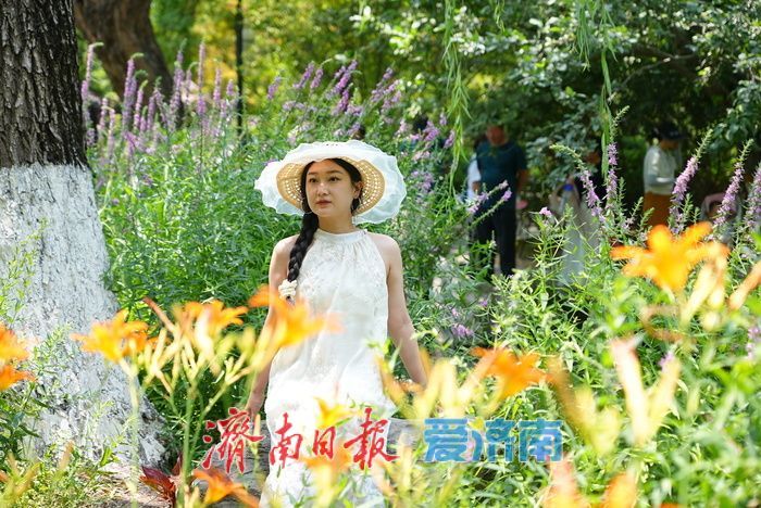 仲夏花事正盛!五龙潭千屈菜萱草花映泉绽放