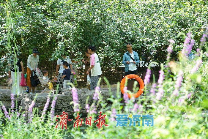 仲夏花事正盛!五龙潭千屈菜萱草花映泉绽放