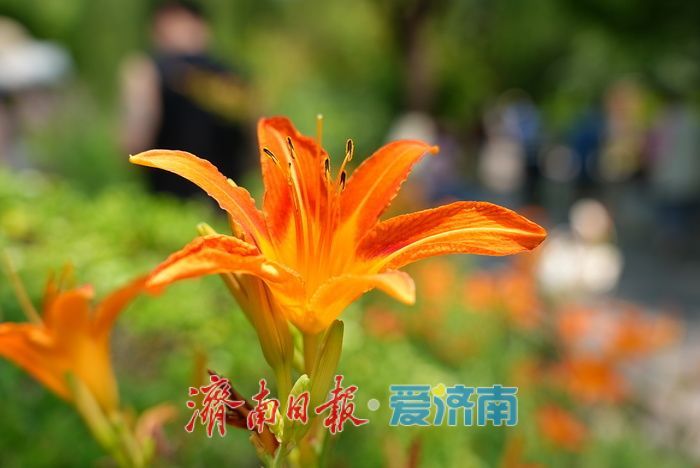 仲夏花事正盛!五龙潭千屈菜萱草花映泉绽放
