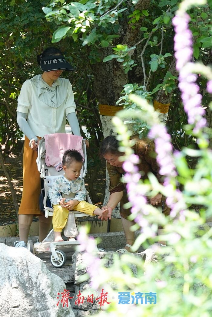 仲夏花事正盛!五龙潭千屈菜萱草花映泉绽放