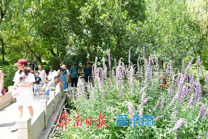 仲夏花事正盛!五龙潭千屈菜萱草花映泉绽放