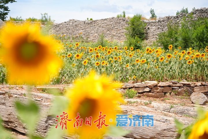 千年雄关花海盛放,古长城焕发新生机