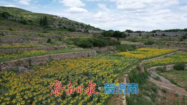 千年雄关花海盛放,古长城焕发新生机