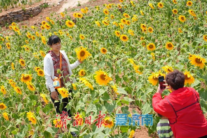 千年雄关花海盛放,古长城焕发新生机