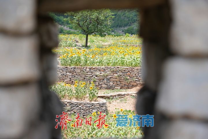 千年雄关花海盛放,古长城焕发新生机
