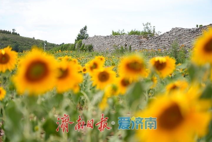 千年雄关花海盛放,古长城焕发新生机