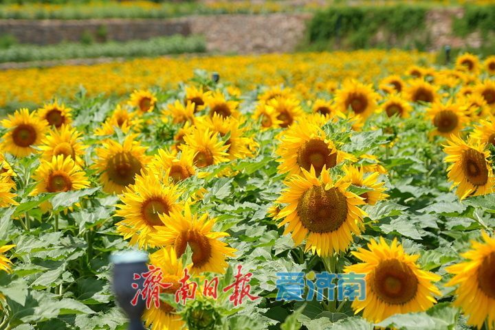 千年雄关花海盛放,古长城焕发新生机