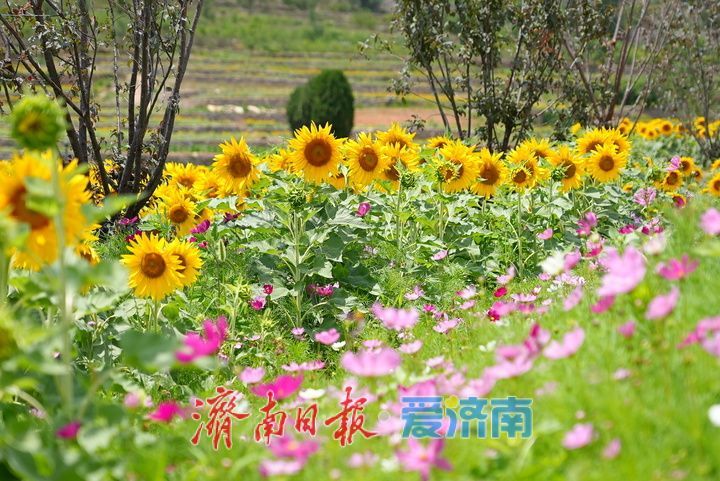 千年雄关花海盛放,古长城焕发新生机