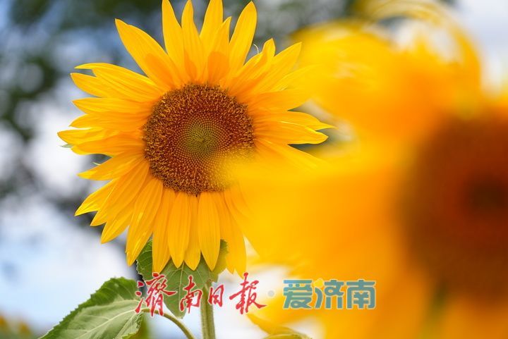 千年雄关花海盛放,古长城焕发新生机