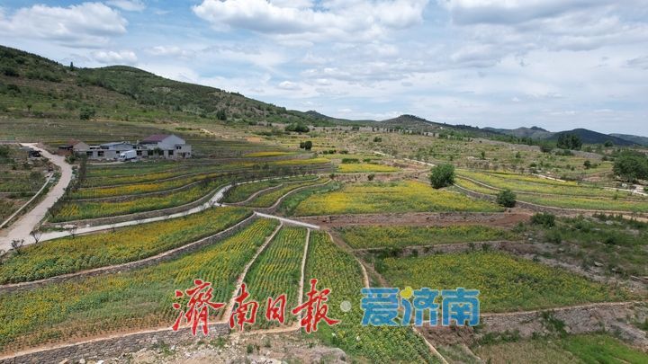 千年雄关花海盛放，古长城焕发新生机