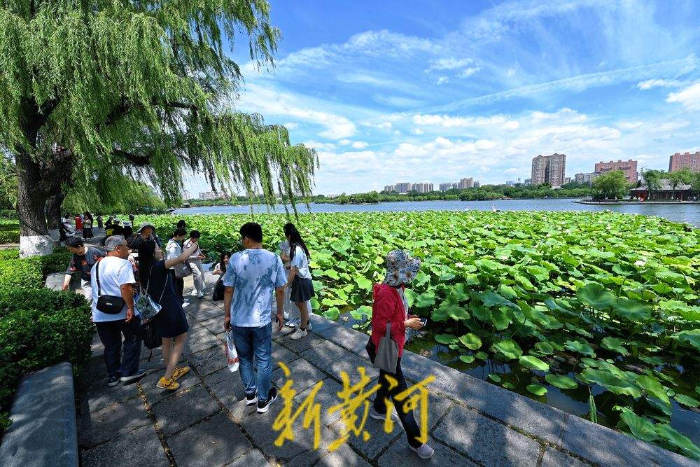 盛夏限定美景 济南明湖荷田映蓝天
