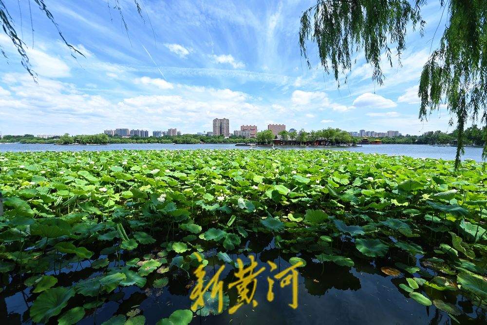 盛夏限定美景 济南明湖荷田映蓝天