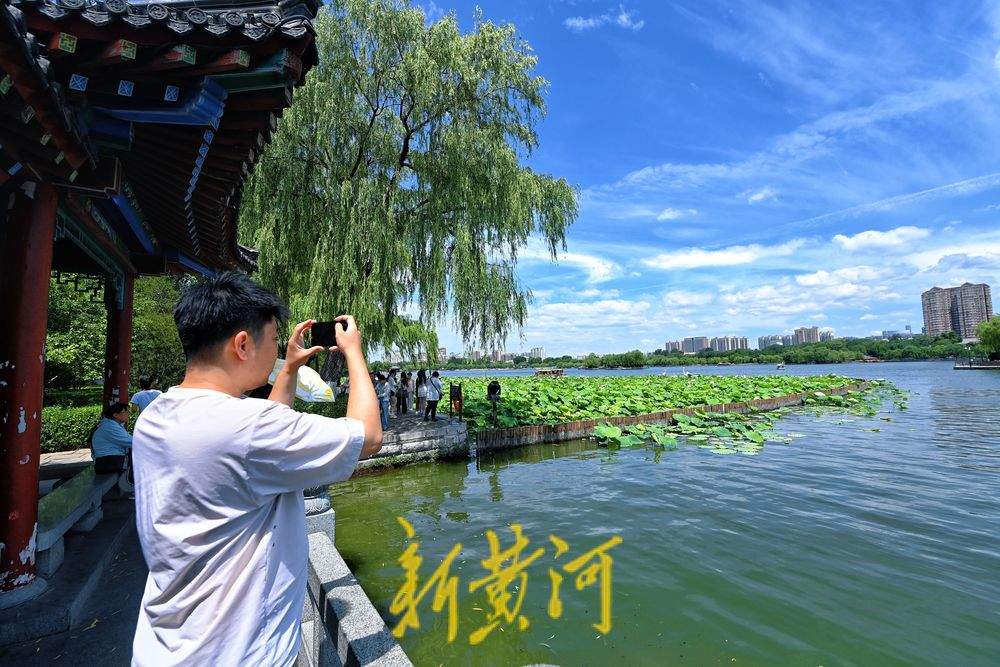 盛夏限定美景 济南明湖荷田映蓝天