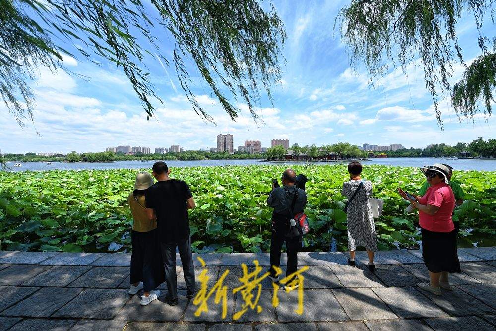 盛夏限定美景 济南明湖荷田映蓝天