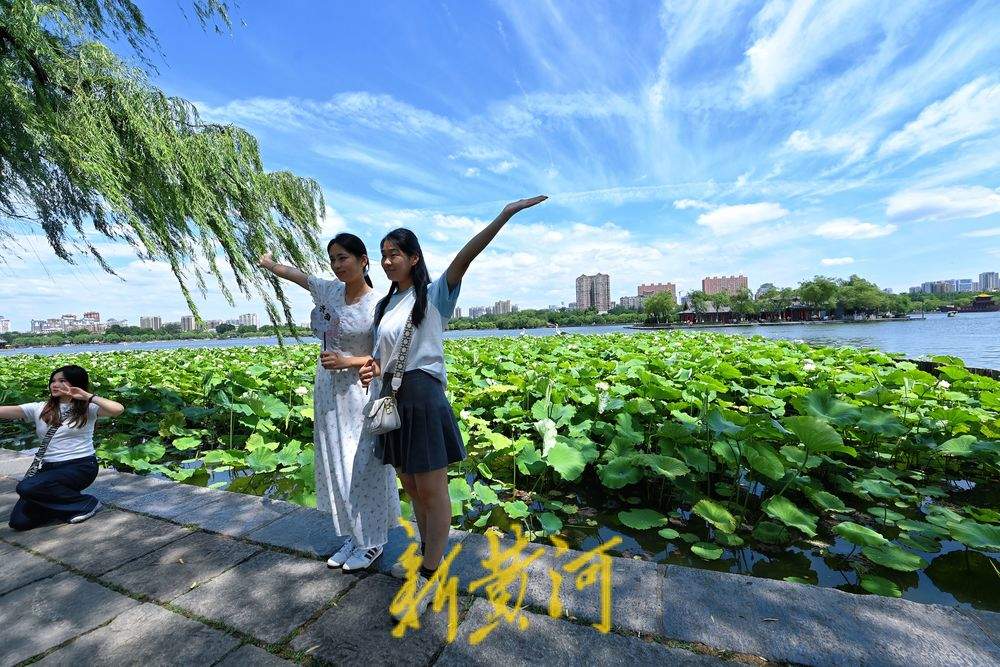 盛夏限定美景 济南明湖荷田映蓝天