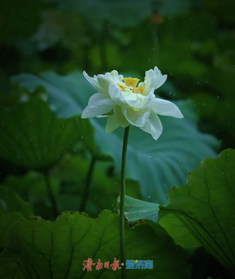 一年四季 泉在济南丨雨落泉城 大明湖荷花别样娇