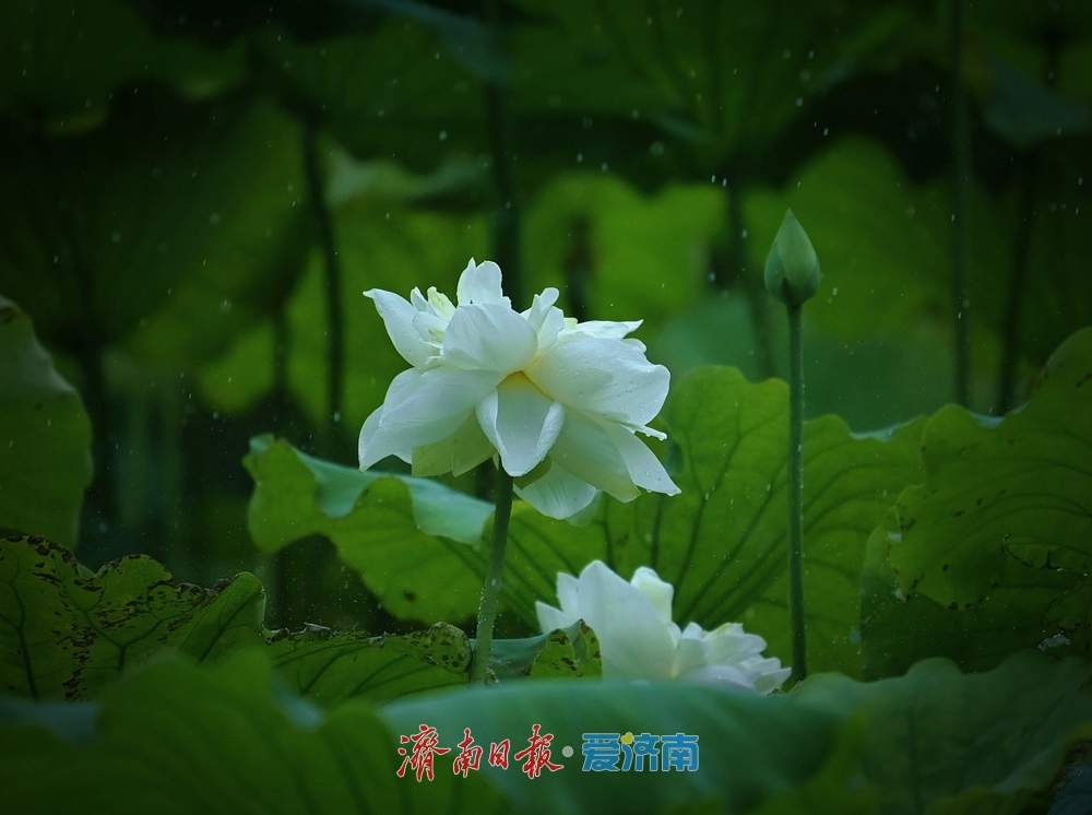 一年四季 泉在济南丨雨落泉城 大明湖荷花别样娇